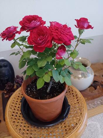 なでしこカフェ