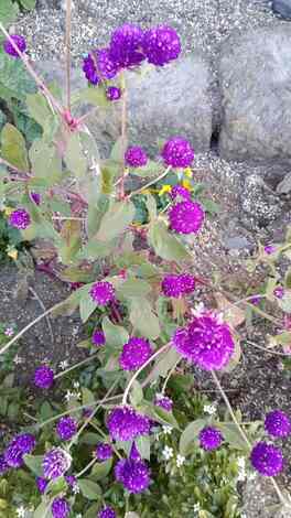 なでしこカフェ