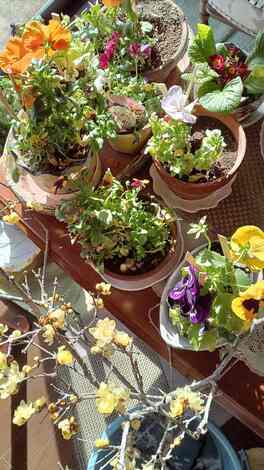 なでしこカフェ