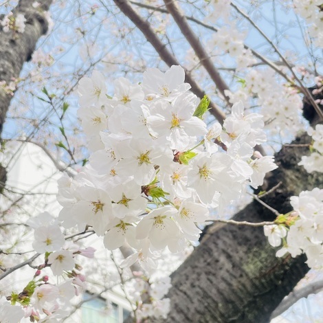 なでしこカフェ