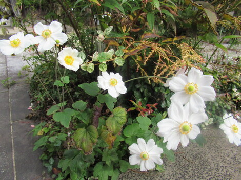 なでしこカフェ