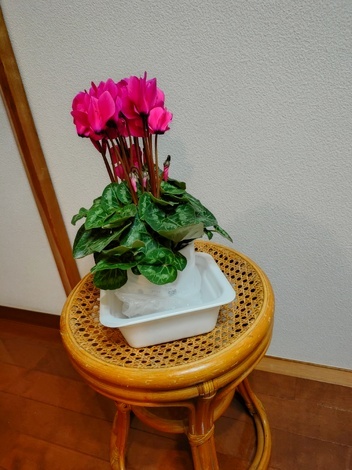 なでしこカフェ