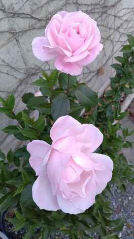 なでしこカフェ