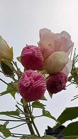 なでしこカフェ