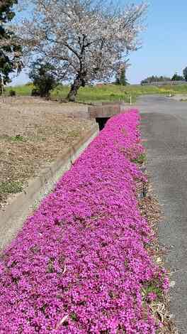 なでしこカフェ
