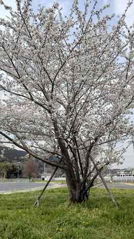 なでしこカフェ
