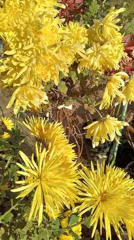 なでしこカフェ