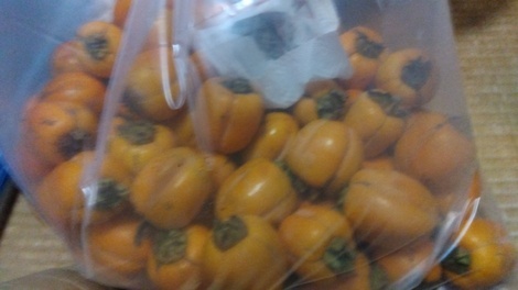 ムスボと話そう！