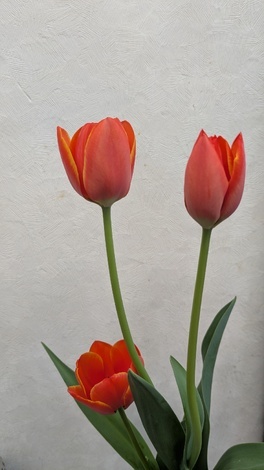 山形コミュニティ