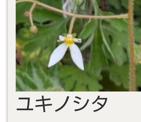 山形コミュニティ