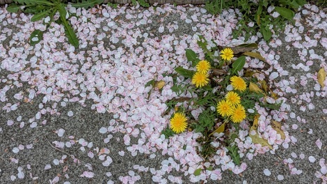 山形コミュニティ