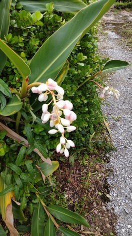 山形コミュニティ
