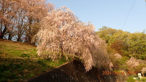 山形コミュニティ