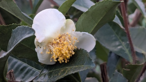 山形コミュニティ