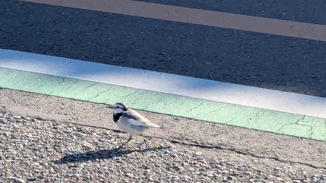 山形コミュニティ