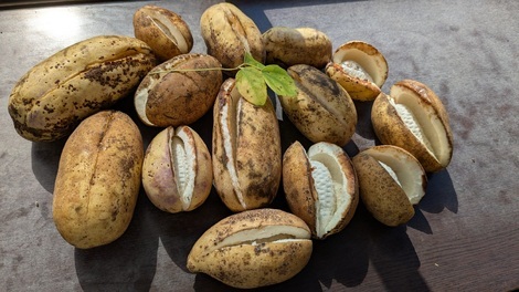 山形コミュニティ