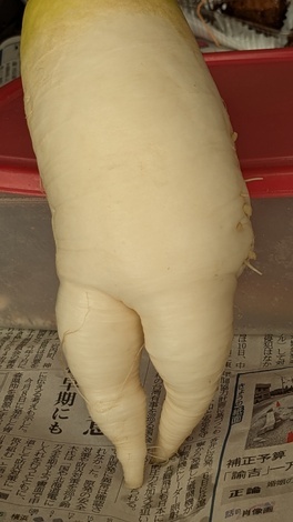 山形コミュニティ