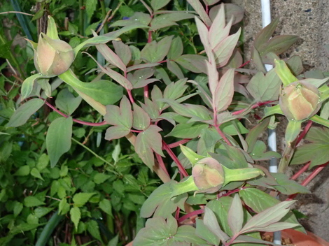 山形コミュニティ