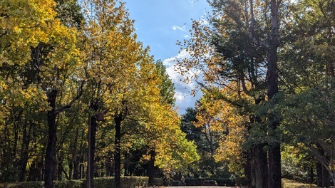 山形コミュニティ