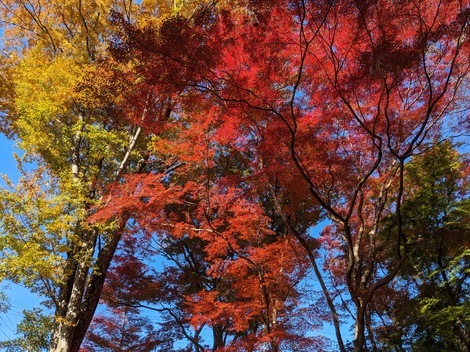 山形コミュニティ