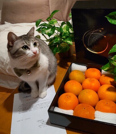 山形コミュニティ