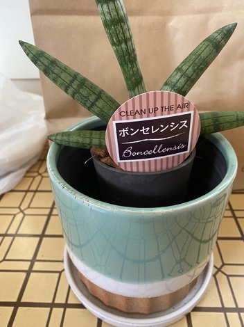 プレママ（後期）サークル