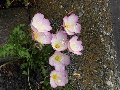 花のある部屋
