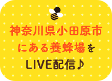 神奈川県小田原市にある養蜂場をLIVE配信
