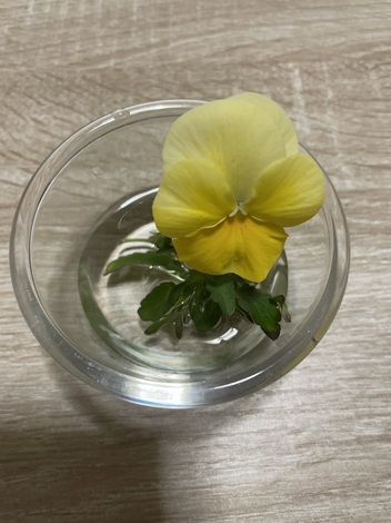 ツバメの「まいたん」応援くらぶ🐤