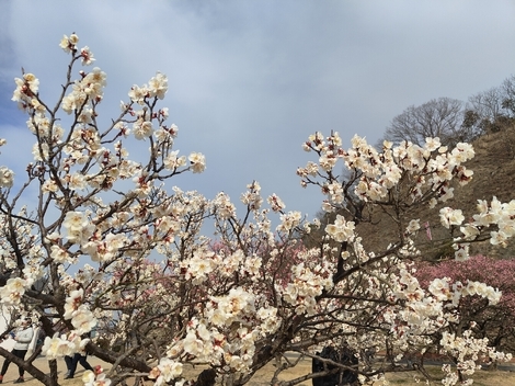ツバメの「まいたん」応援くらぶ🐤