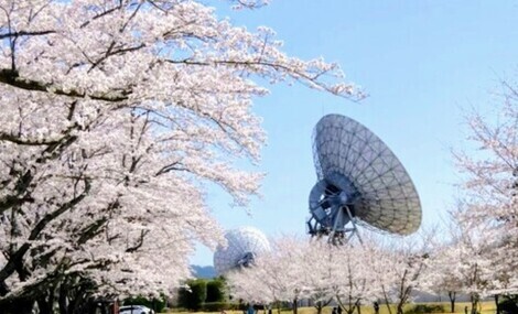 ツバメの「まいたん」応援くらぶ🐤