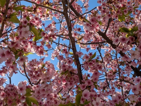 ツバメの「まいたん」応援くらぶ🐤