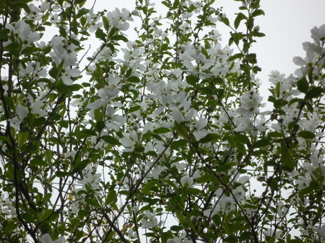 おしゃべりサロン
