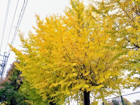 おしゃべりサロン