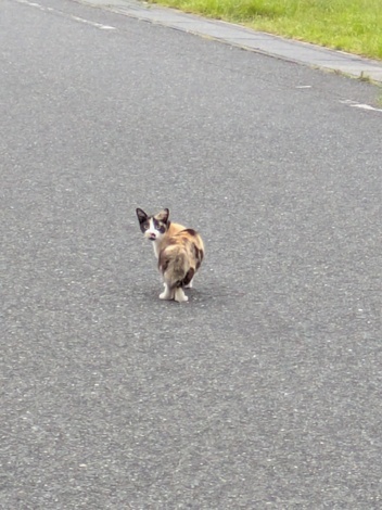 おしゃべりサロン