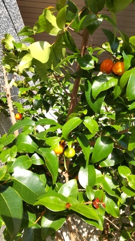 おしゃべりサロン