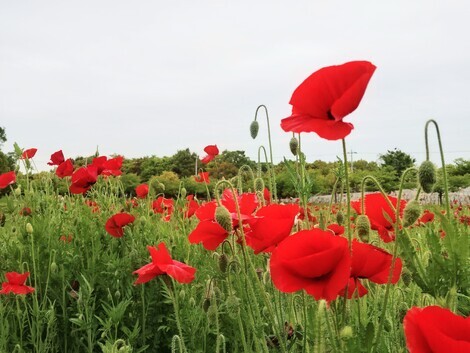 おしゃべりサロン