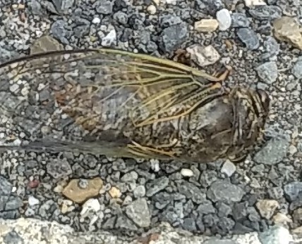 おしゃべりサロン
