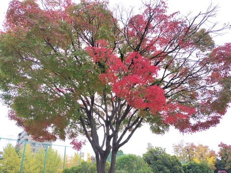 おしゃべりサロン