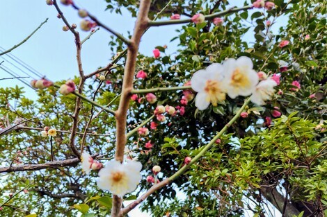 おしゃべりサロン