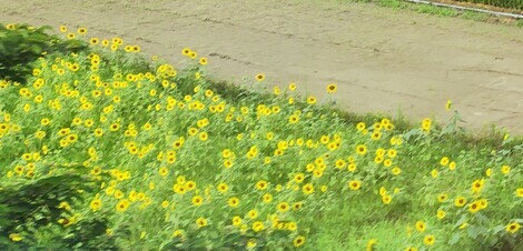 おしゃべりサロン