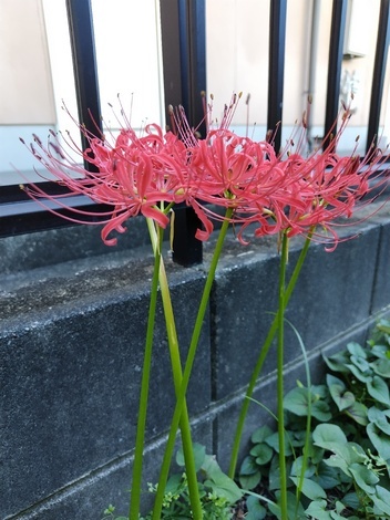 おしゃべりサロン