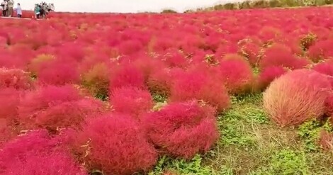 おしゃべりサロン