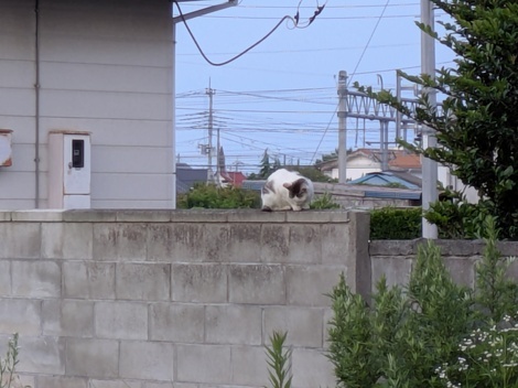 おしゃべりサロン