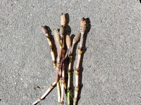 おしゃべりサロン