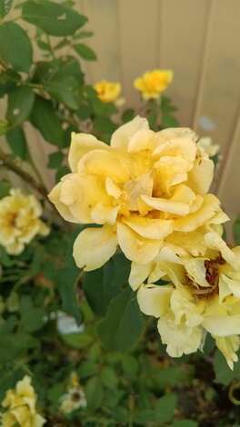 Blooming with Attenir
