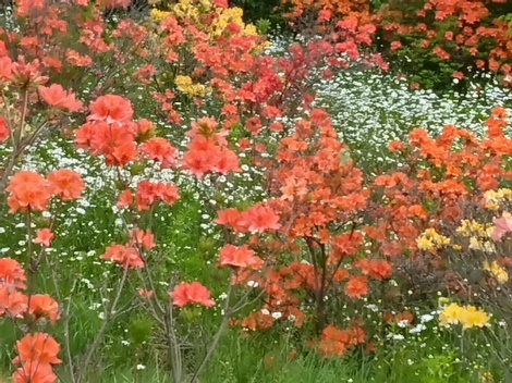 Blooming with Attenir