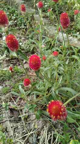 Blooming with Attenir