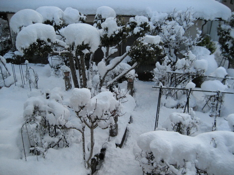 ぶんぶんバラ園