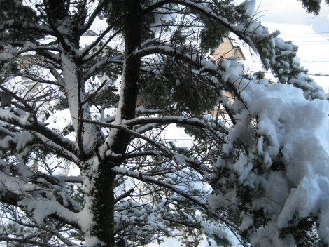 ぶんぶんバラ園